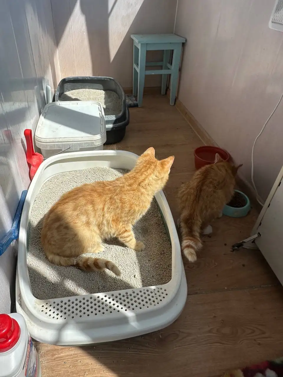 Котик-подросток 6 месяцев ищет хозяев - Кошки (Животные) в Владивосток