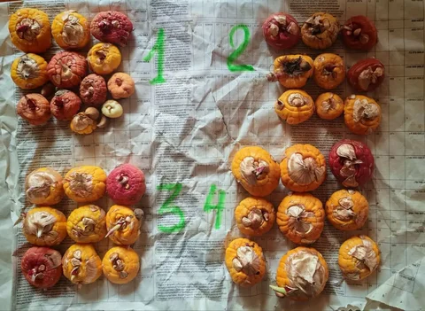 Продажа гладиолусов - Лодки и моторы в Владивосток