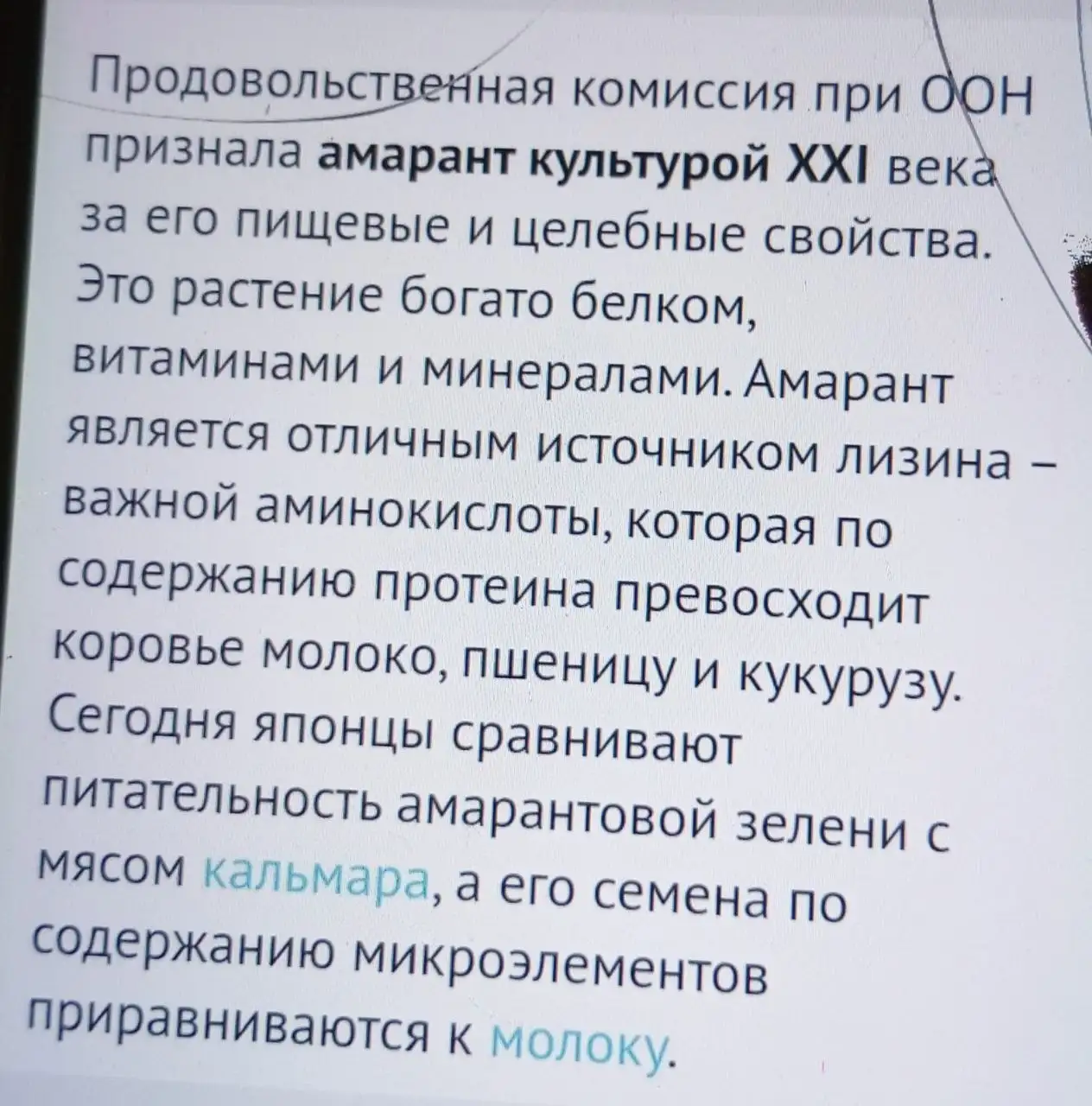 Рассада Амаранта - Рассада (Растения) в Владивосток