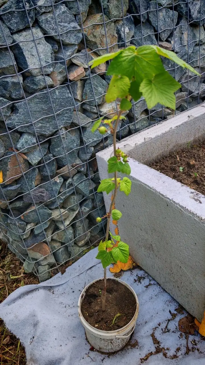 Продажа чёрной смородины - Продукты (Барахолка) в Владивосток