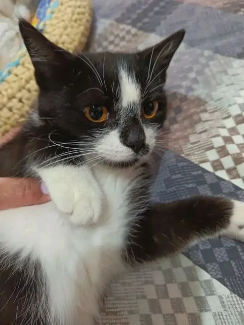 Котик Смоки ищет дом - частное объявление в Владивосток