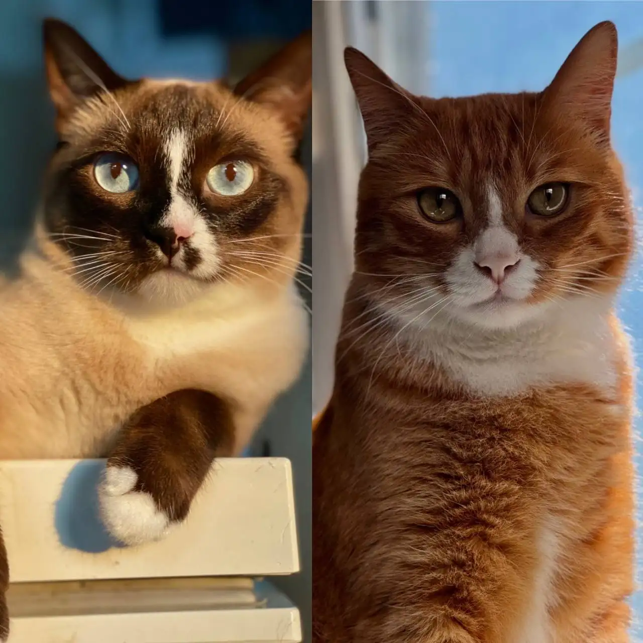 Ищу дом коту и кошечке - Кошки (Животные) в Владивосток