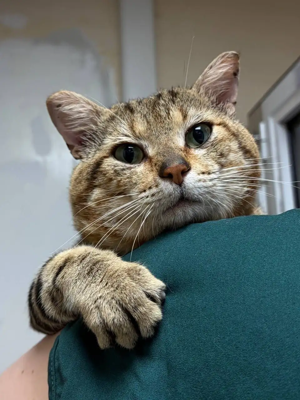 Отдам в добрые руки кота Конфуция - Кошки (Животные) в Владивосток