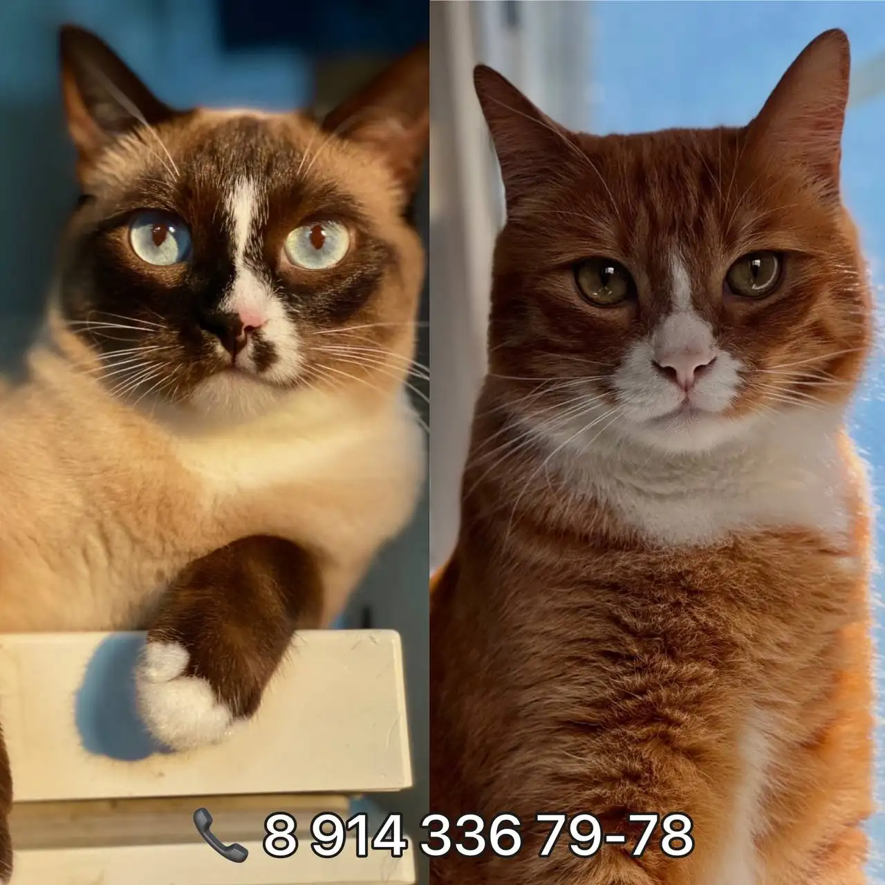 Пристройство кота и кошки - Кошки (Животные) в Владивосток