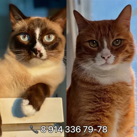Пристройство кота и кошки - Кошки в Владивосток