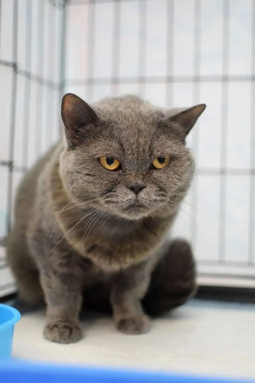 Кошка Плюша ищет дом - кошки (Животные) в Владивосток