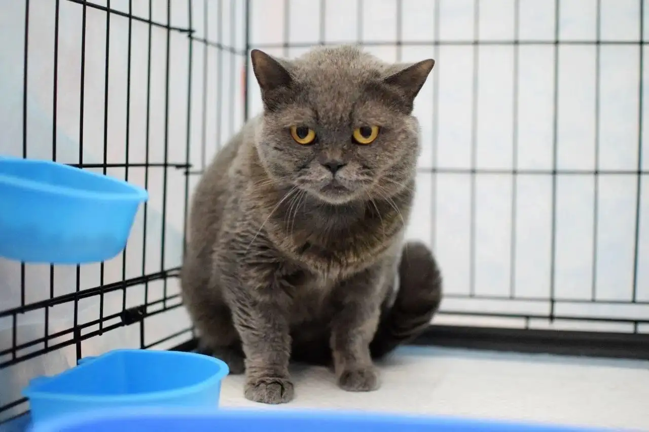 Кошка Плюша ищет дом - кошки (Животные) в Владивосток