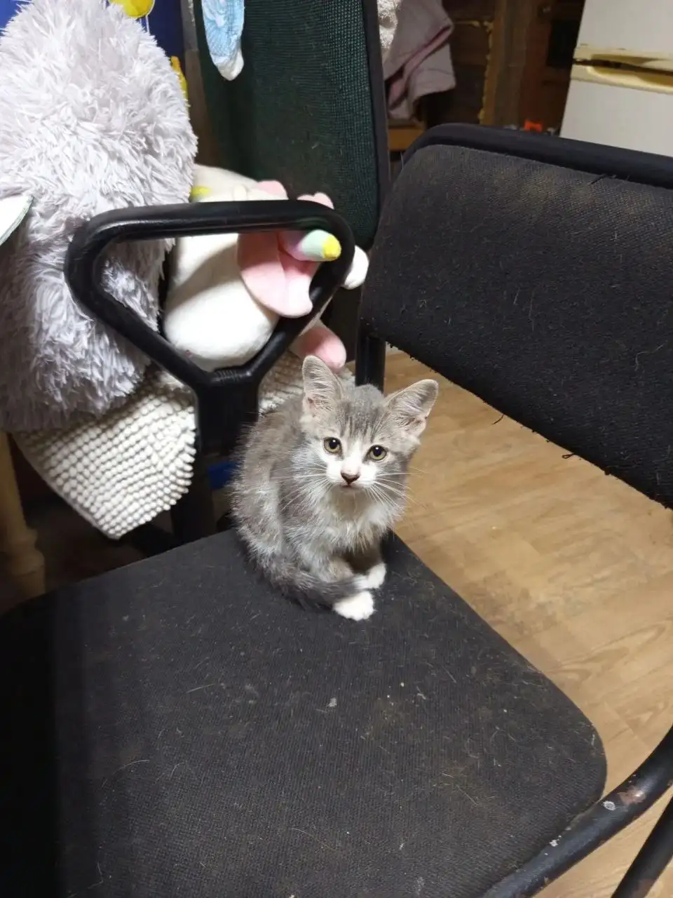 Отдаем котенка мальчика - Кошки (Животные) в Владивосток