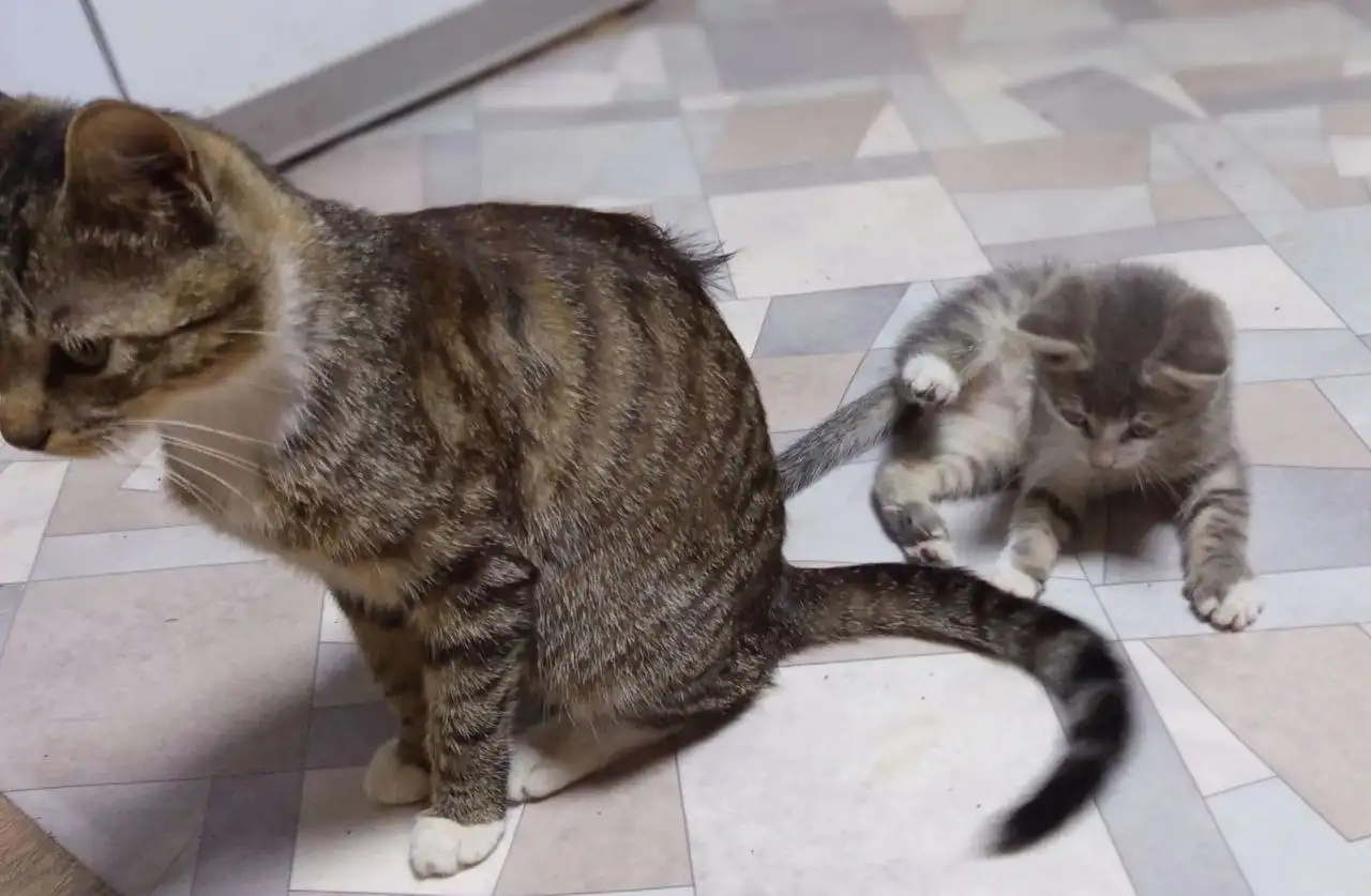 Отдаем котенка мальчика - Кошки (Животные) в Владивосток