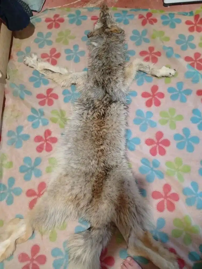 Продажа шкуры волка