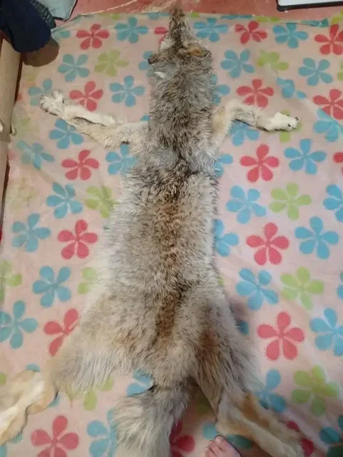 Продажа шкуры волка - Хобби и отдых в Владивосток