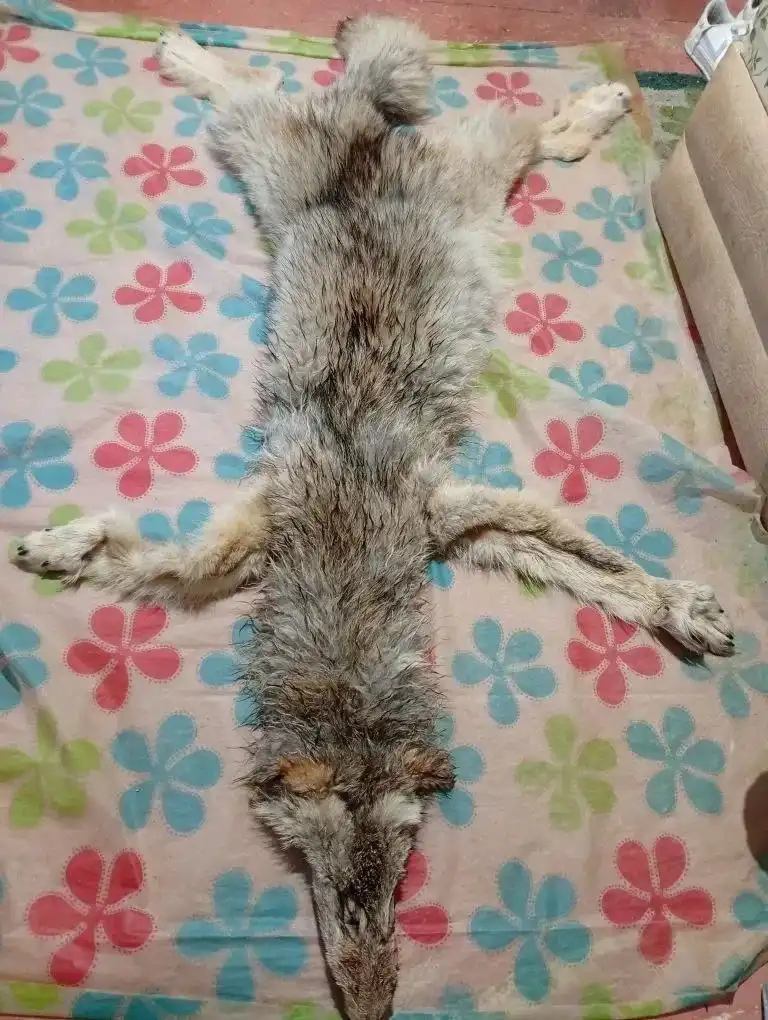 Продажа шкуры волка