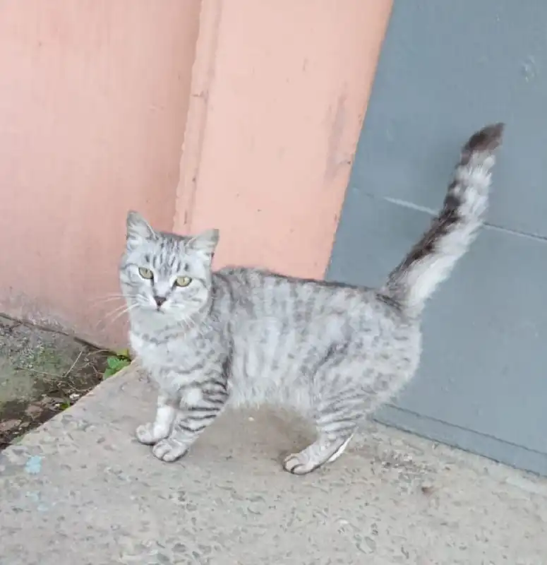 Породистая кошечка ищет дом
