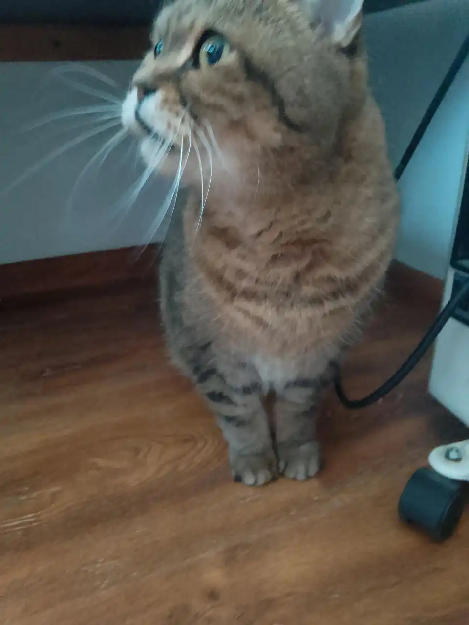 Ищет новых хозяев кот