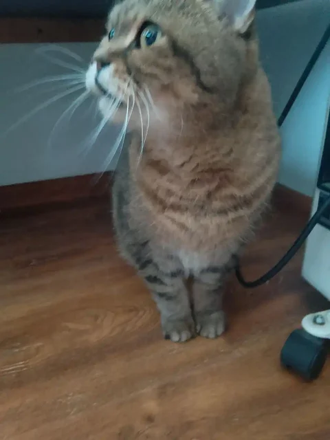 Ищет новых хозяев кот - Животные в Владивосток