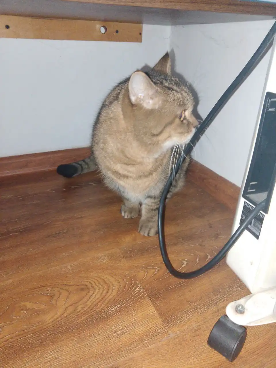 Ищет новых хозяев кот