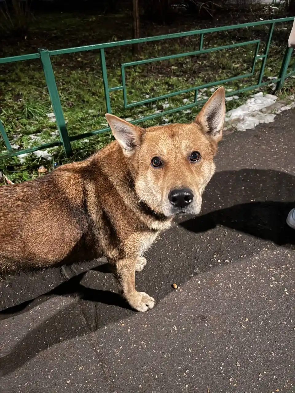 Потерялась собака в Подольске - Животные в Подольск