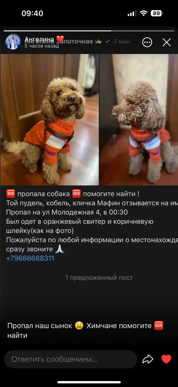 Убежал пёс - Животные в Химки