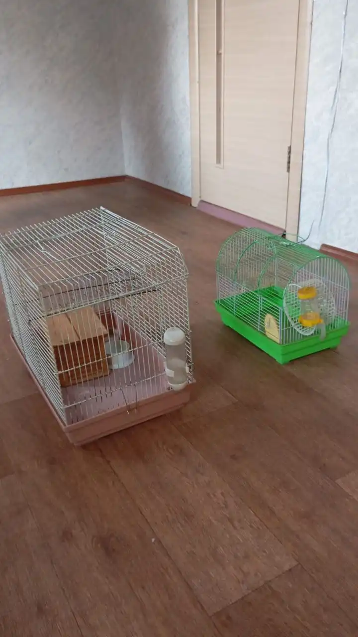 Продажа клеток