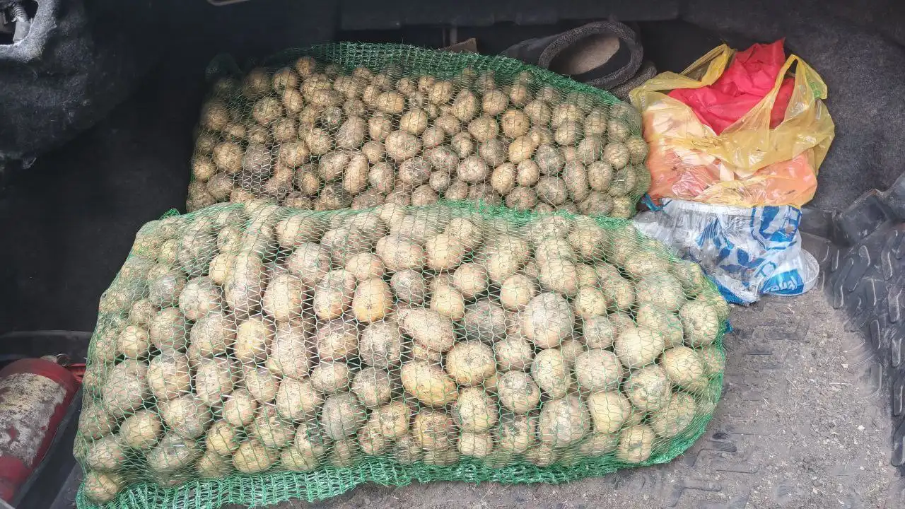 Продажа сетки картофеля 50 кг с огорода