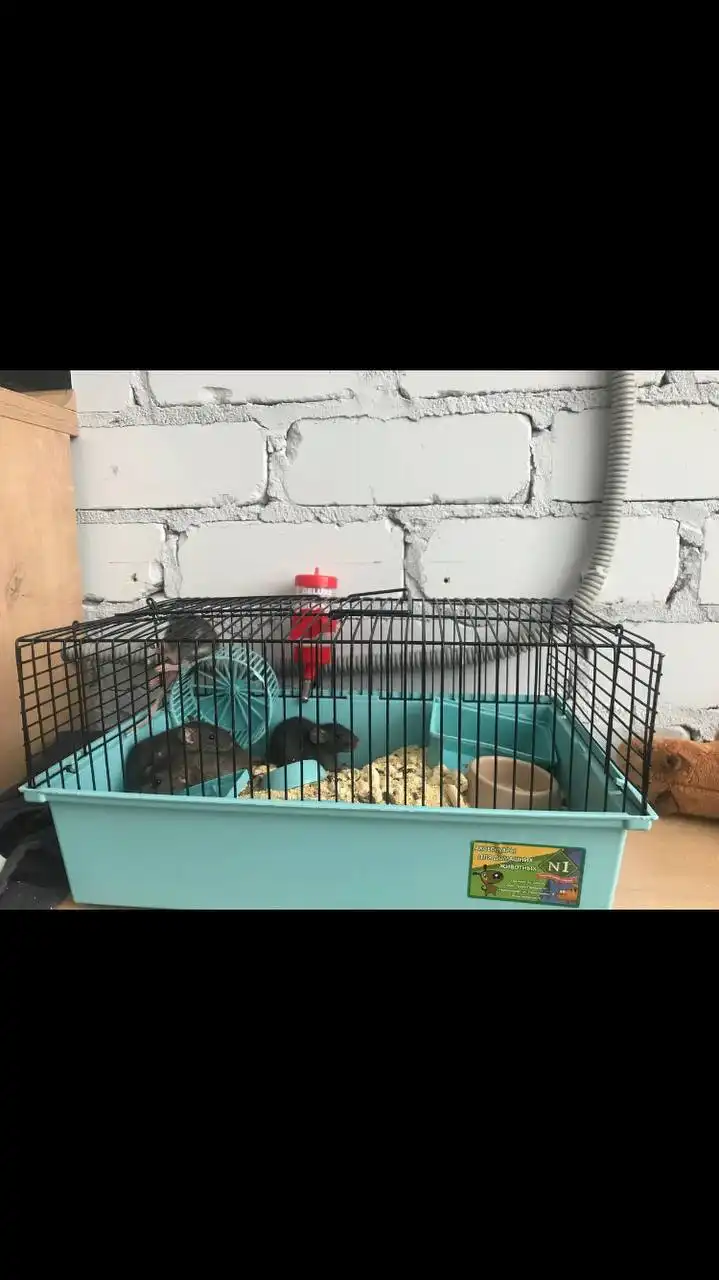 Продам клетку для грызунов с колесом, кормушкой и домиком