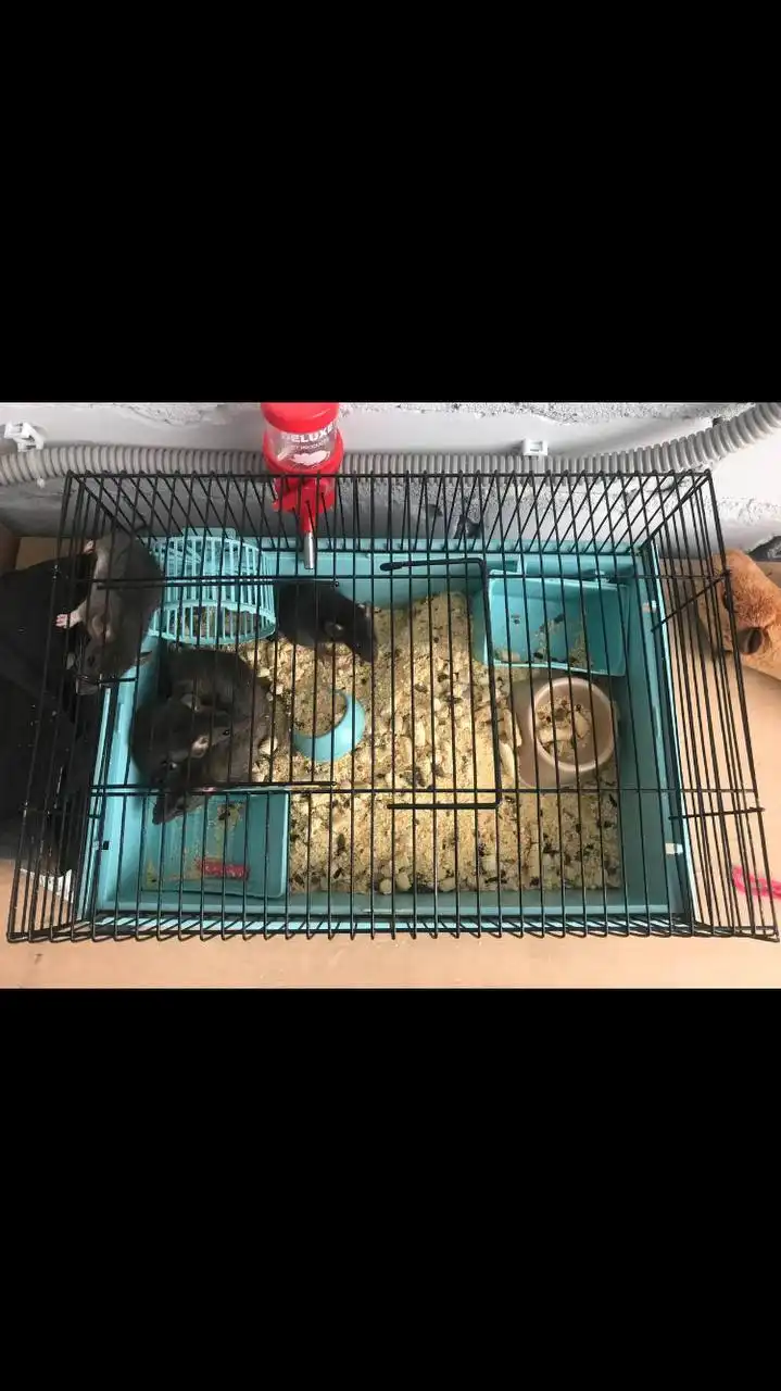 Продам клетку для грызунов с колесом, кормушкой и домиком