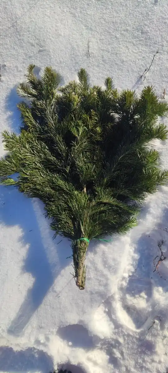 Продажа пихтовых букетов и веточек