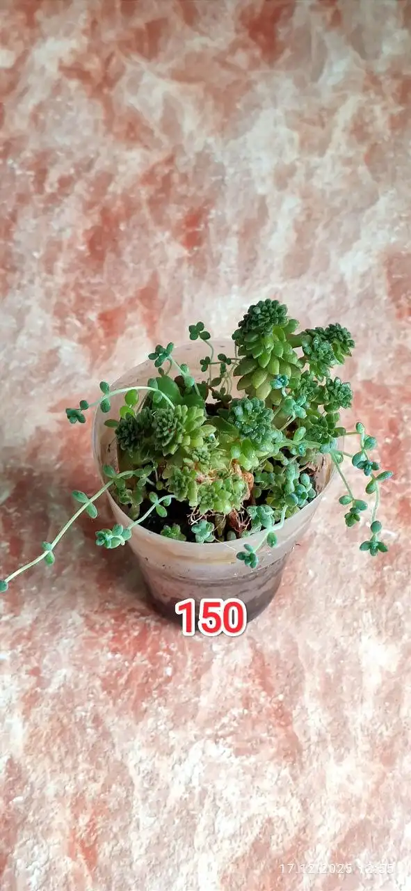 Продажа грильницы в Барнауле