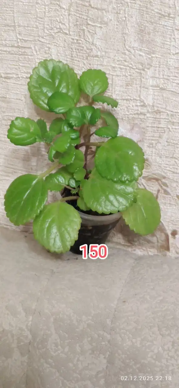 Продажа грильницы в Барнауле