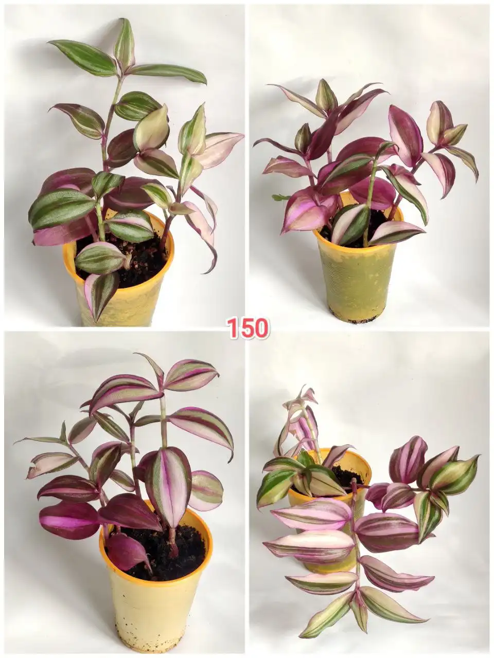 Продажа грильницы в Барнауле