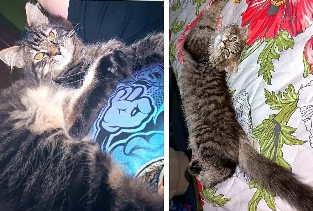 Ищу новый дом для котенка 5 месяцев