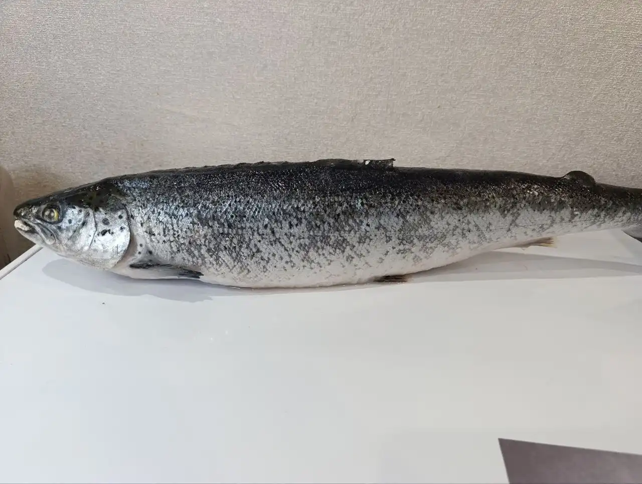 Продажа свежей рыбы и мяса с доставкой в Барнауле