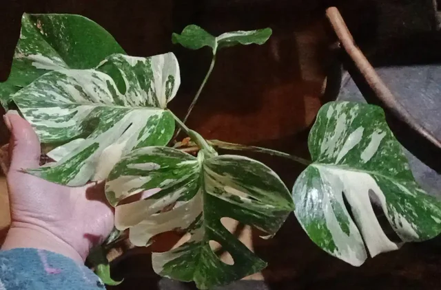 Альба взрослая, резные листья, отличный вар - частное объявление в Барнаул