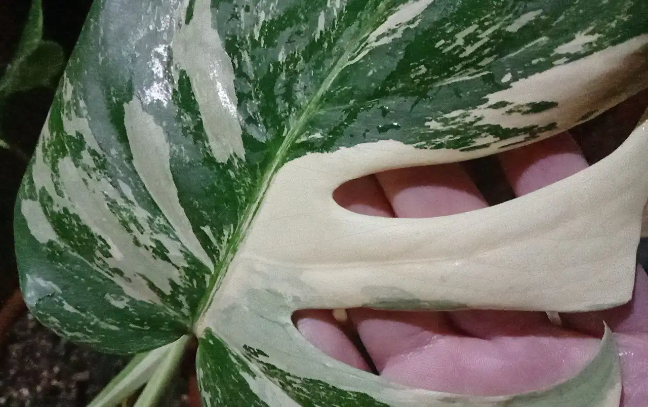 Альба взрослая, резные листья, отличный вар