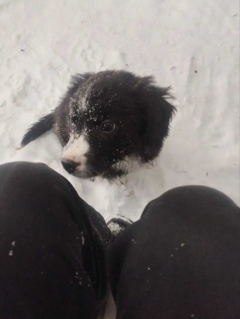 Малышка в добрые руки - Животные в Барнаул