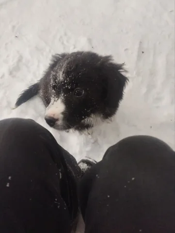 Малышка в добрые руки - Животные в Барнаул