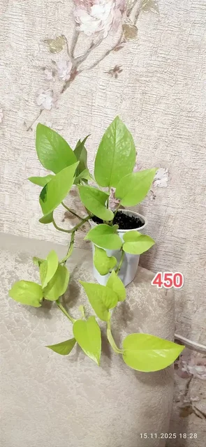 Грильница на проспекте Комсомольский - Кухня в Барнаул