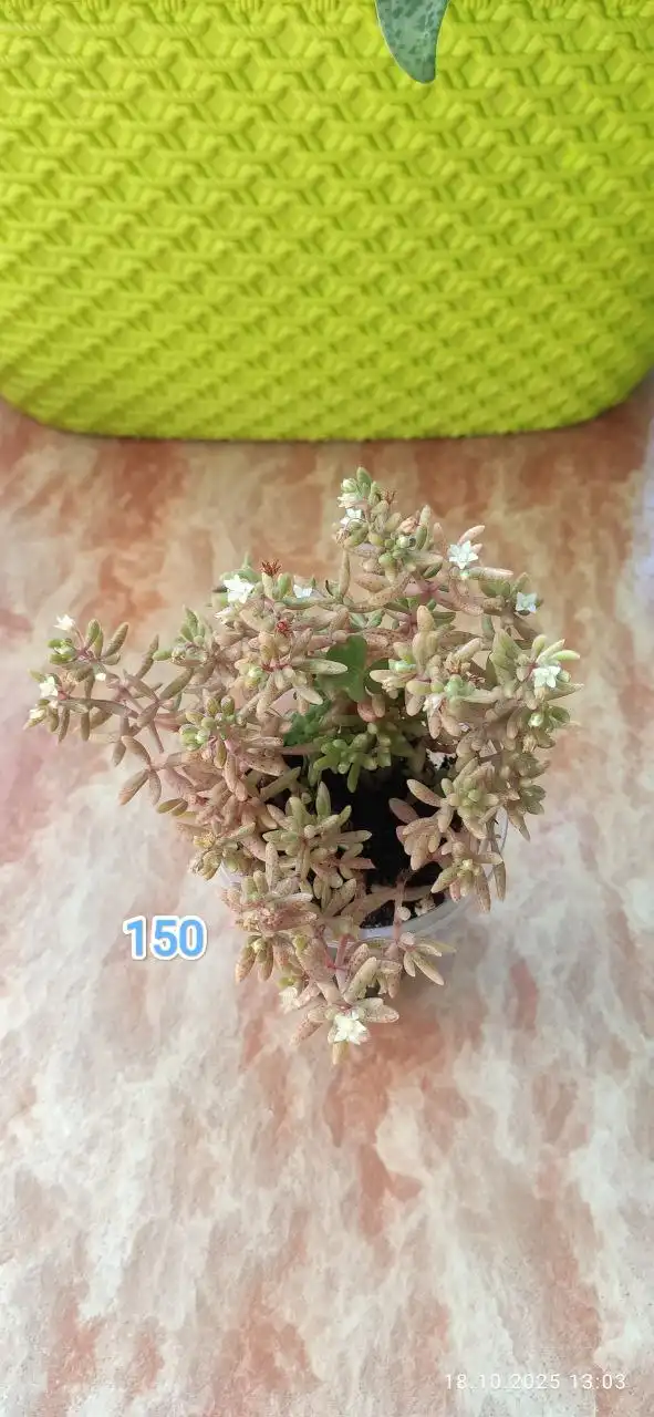 Грильница на проспекте Комсомольский - Барахолка в Барнаул