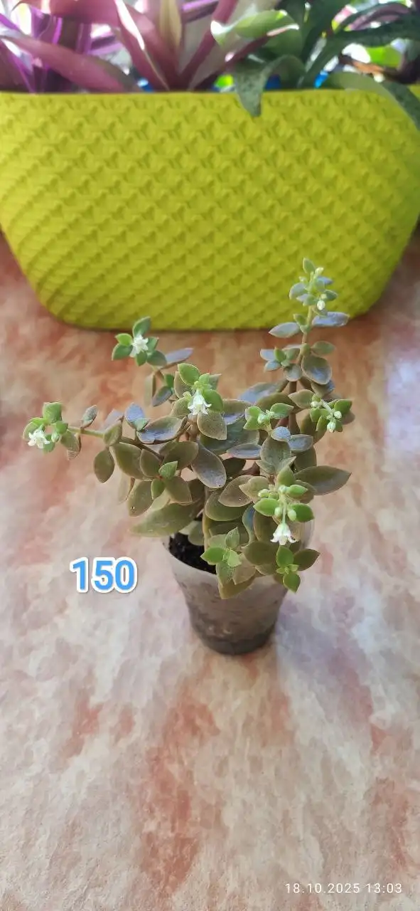 Грильница на проспекте Комсомольский - Барахолка в Барнаул