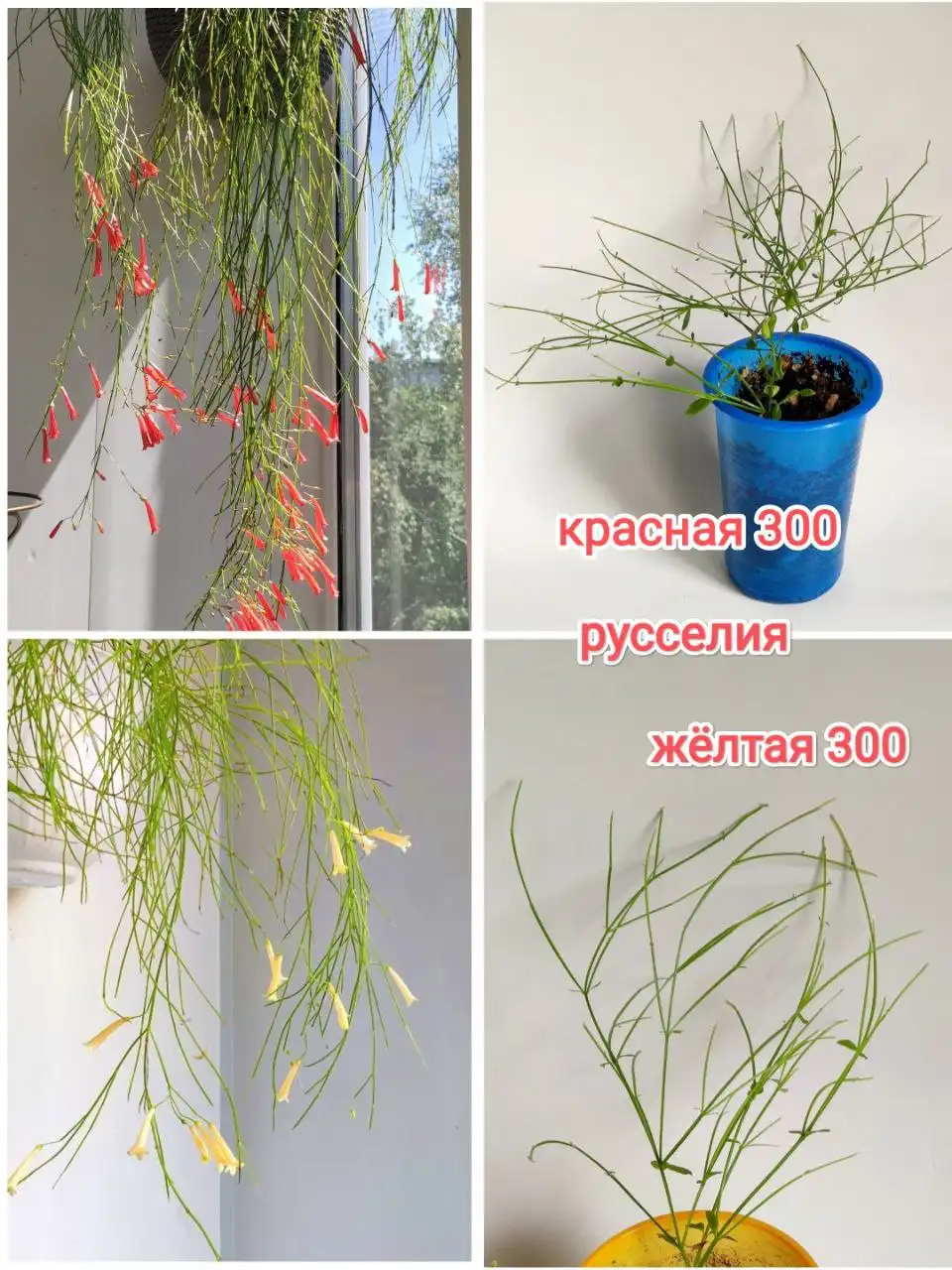 Грильница на проспекте Комсомольский - Барахолка в Барнаул