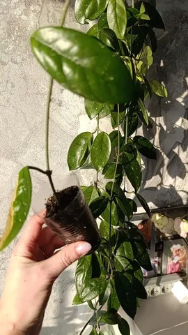 Хойя в стакане 200 мл - Кухня в Барнаул