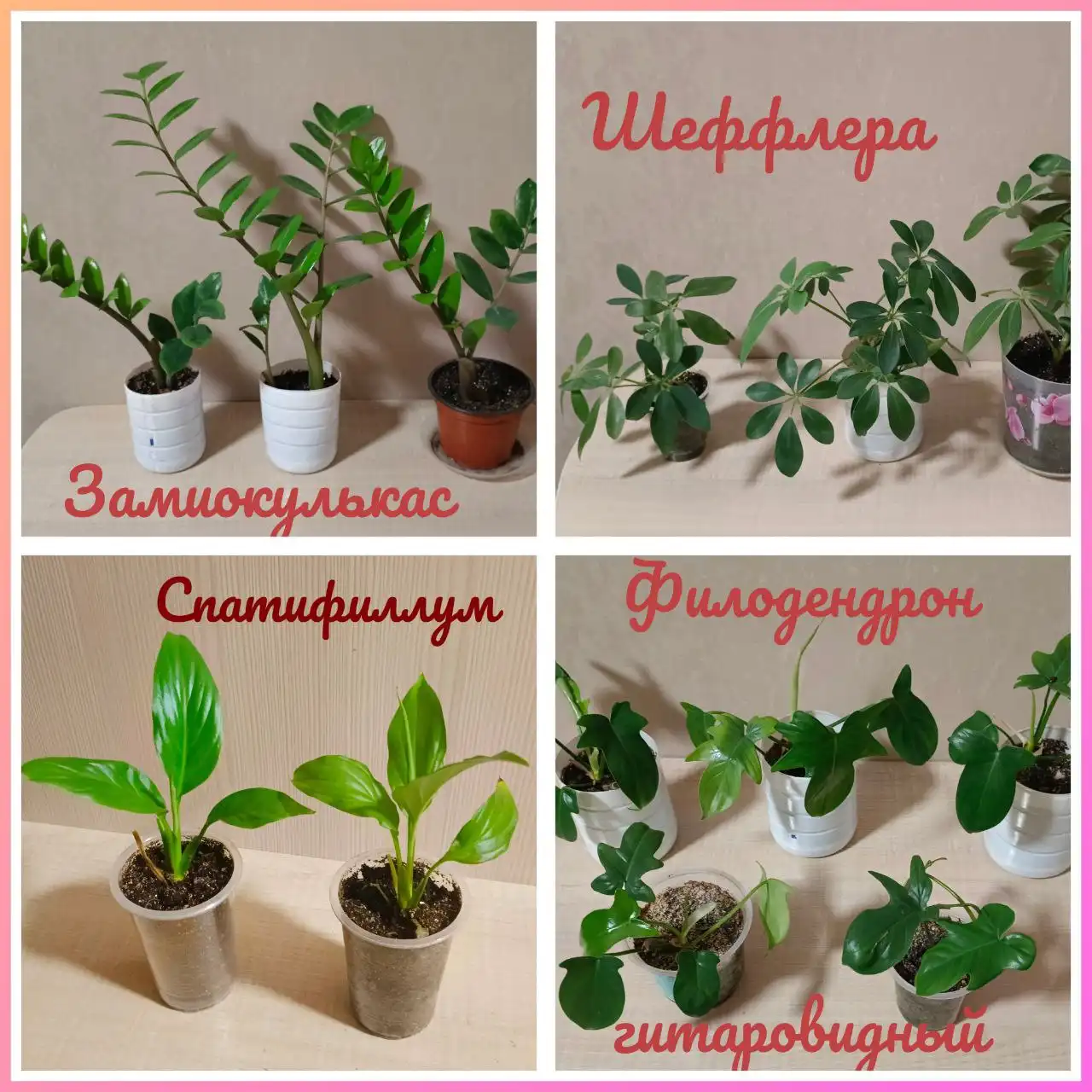 Комнатные растения в Березовке и Барнауле - Растения (Барахолка) в Барнаул