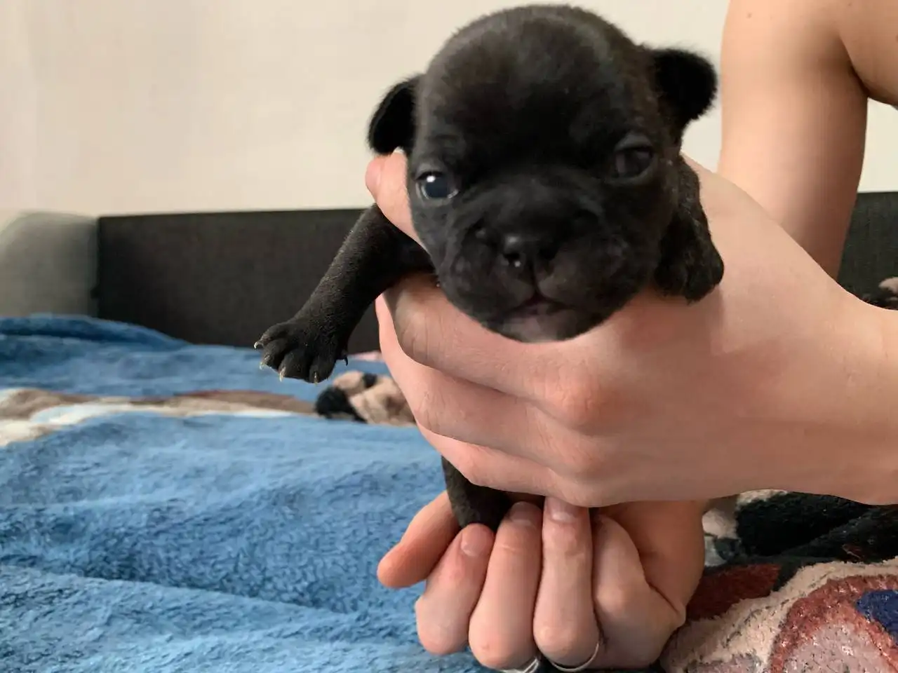 Щенок французского бульдога мальчик - Собаки (Животные) в Барнаул