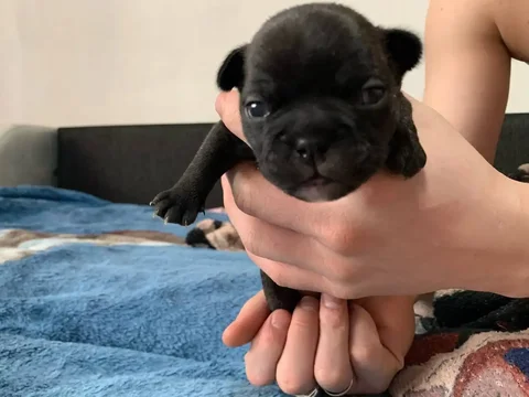 Щенок французского бульдога мальчик - Животные в Барнаул
