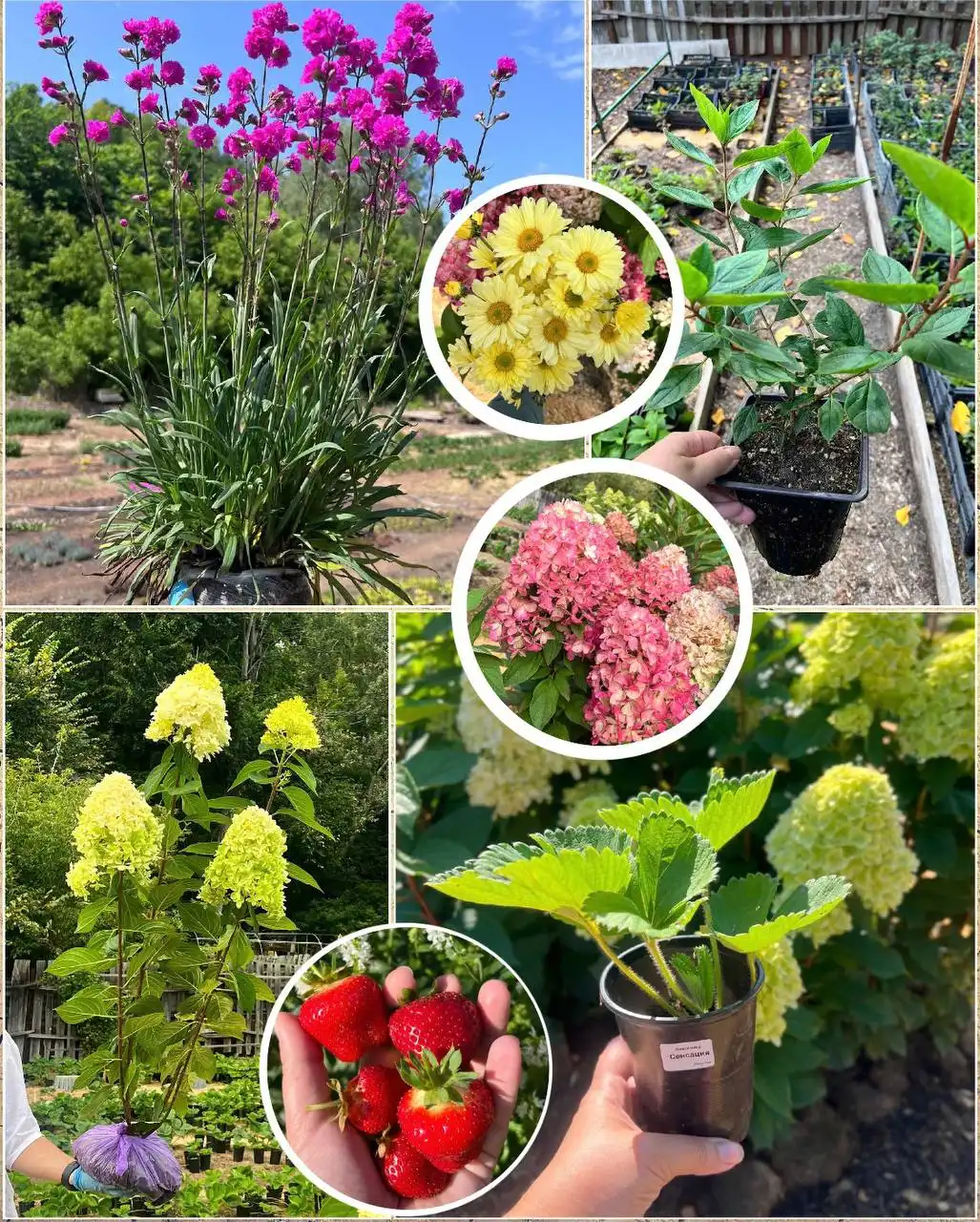 Продажа саженцев и многолетних растений в Барнауле - Садоводство (Хобби и отдых) в Барнаул