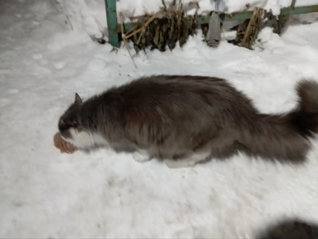 Найдена породистая кошка на Павловском тракте - Кошки (Животные) в Барнаул