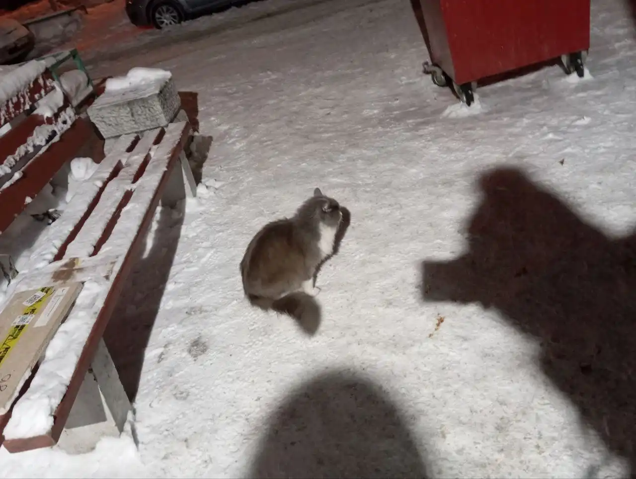 Найдена породистая кошка на Павловском тракте - Кошки (Животные) в Барнаул