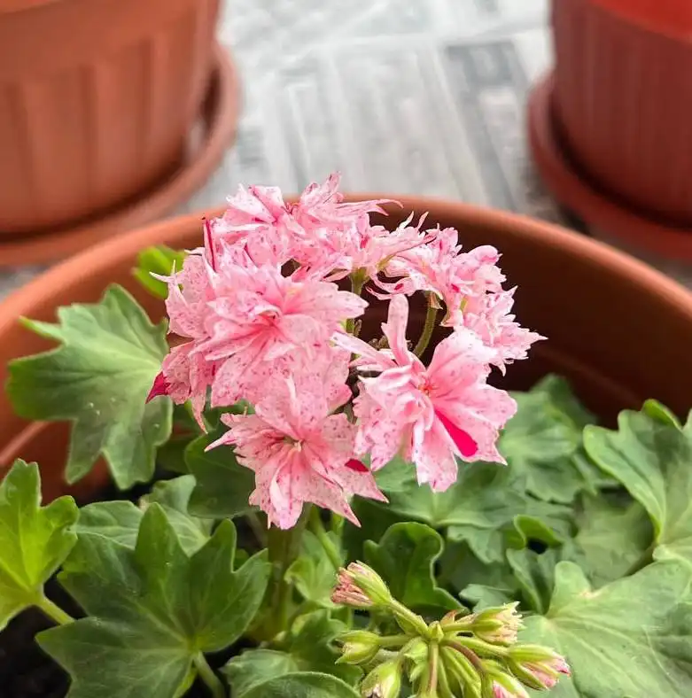 Пеларгония (Герань) звездочная сорт Richard Hodgson с корешками - Растения (Хобби и отдых) в Барнаул