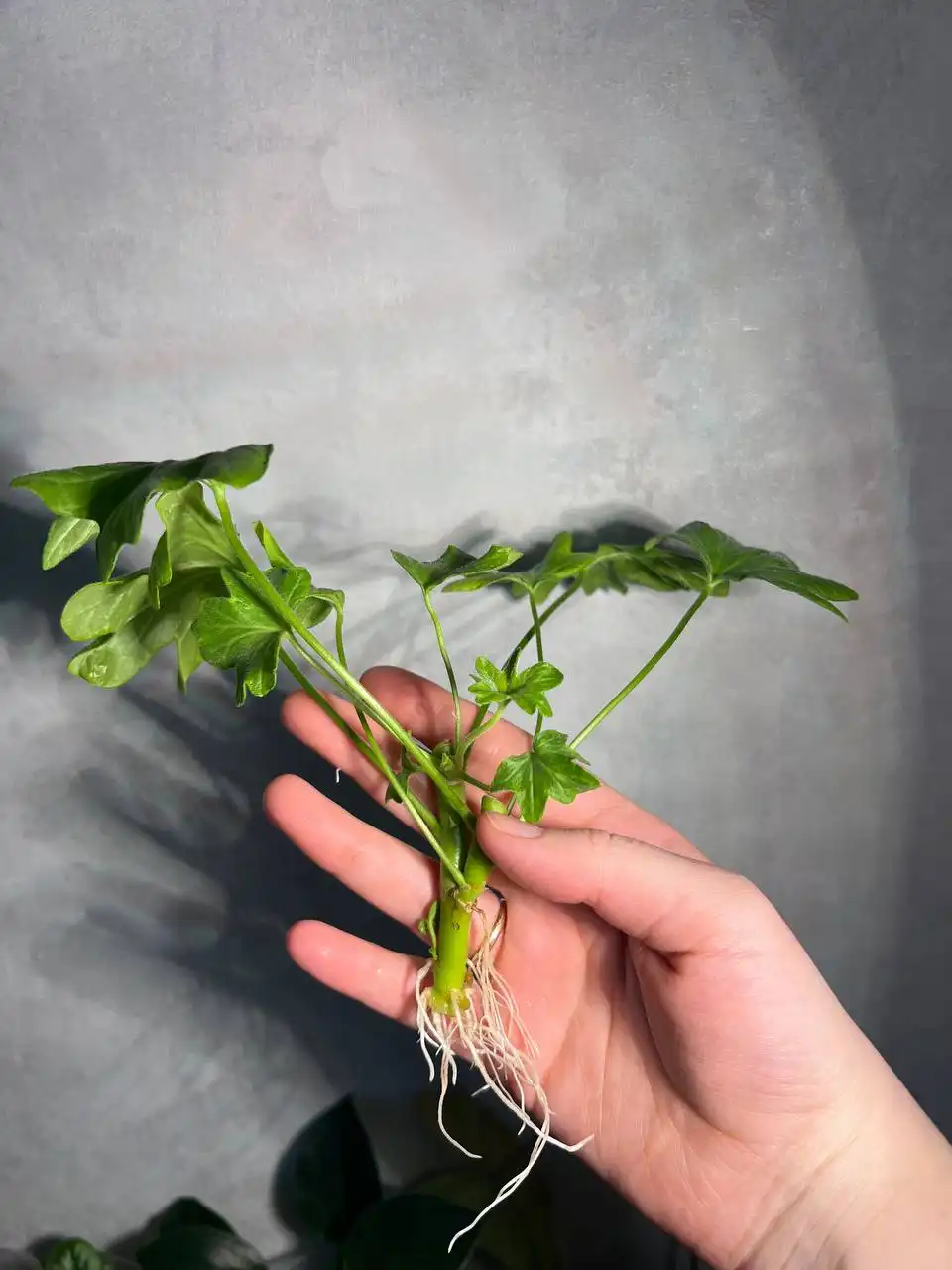 Пеларгония (Герань) звездочная сорт Richard Hodgson с корешками - Растения (Хобби и отдых) в Барнаул