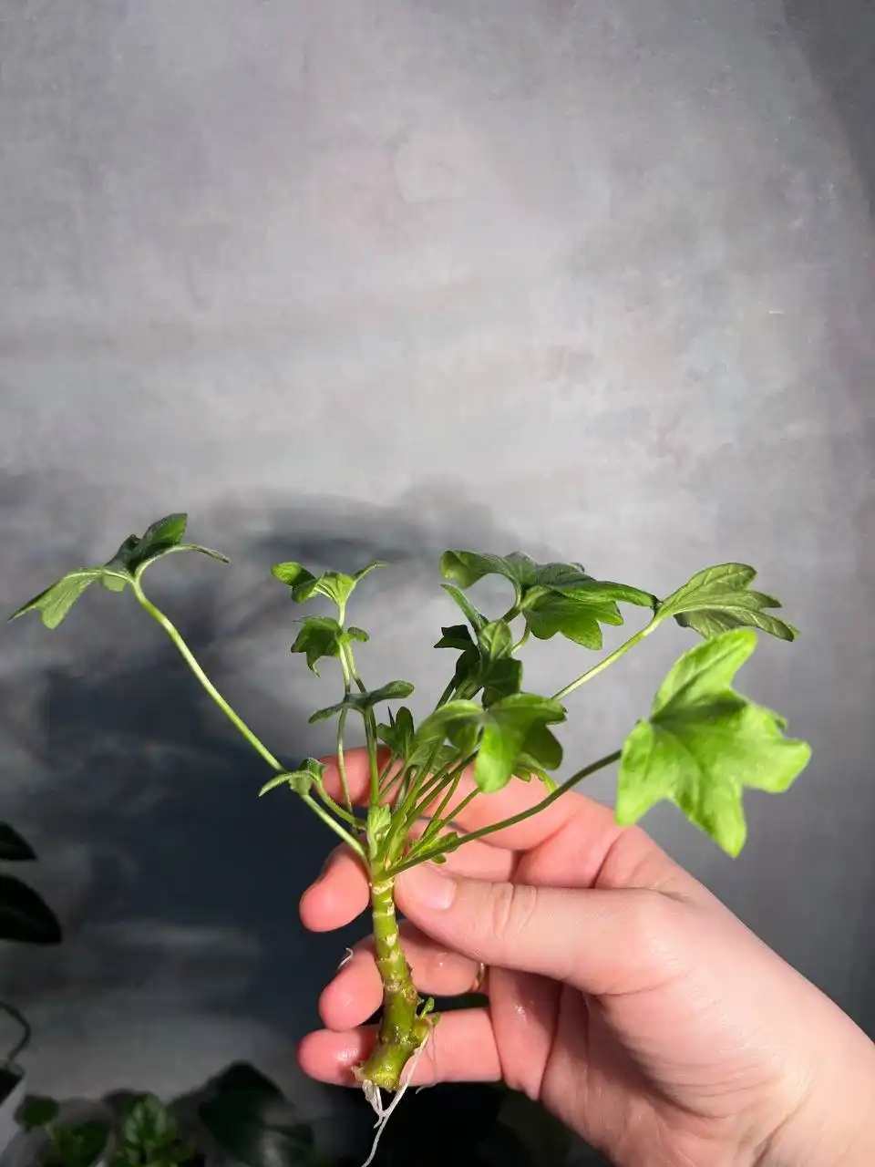 Пеларгония (Герань) звездочная сорт Richard Hodgson с корешками - Растения (Хобби и отдых) в Барнаул